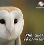 Nghe Tiếng Cú Mèo Kêu Trong Đêm Điềm Gì